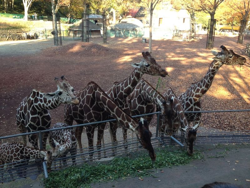 Львиное сафари и прогулки с орангутанами в зоопарке Тама (6/15)