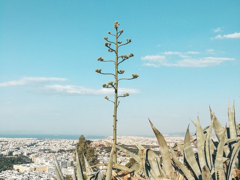 Настоящие Афины (7/15)