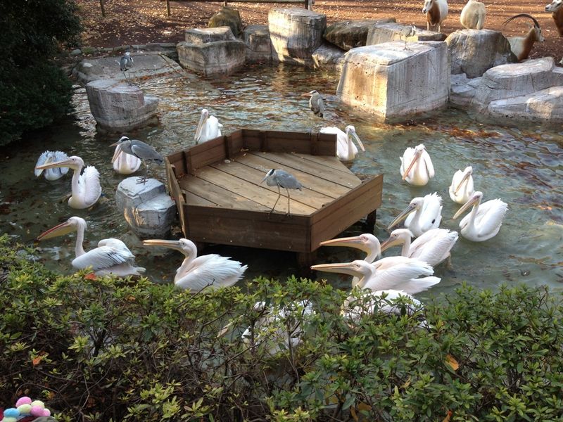 Львиное сафари и прогулки с орангутанами в зоопарке Тама (14/15)