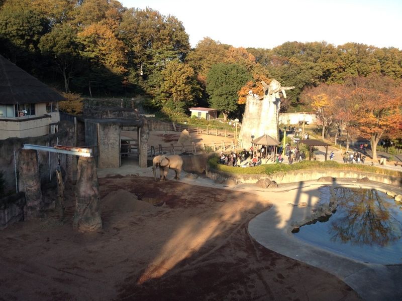 Львиное сафари и прогулки с орангутанами в зоопарке Тама (15/15)