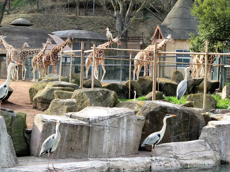 Львиное сафари и прогулки с орангутанами в зоопарке Тама (3/15)