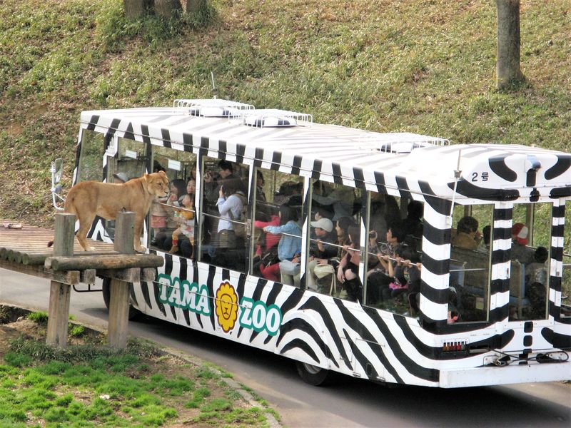 Львиное сафари и прогулки с орангутанами в зоопарке Тама (2/15)