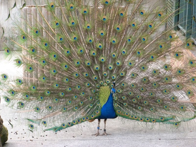 Львиное сафари и прогулки с орангутанами в зоопарке Тама (13/15)