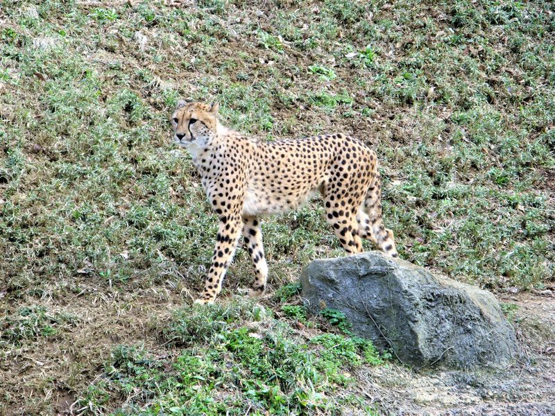 Львиное сафари и прогулки с орангутанами в зоопарке Тама (10/15)