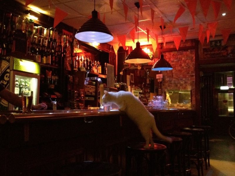 Бар-тур по Амстердаму (4/13)
