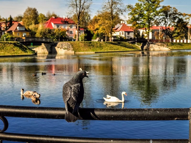 По Калининграду на автобусе (5/14)